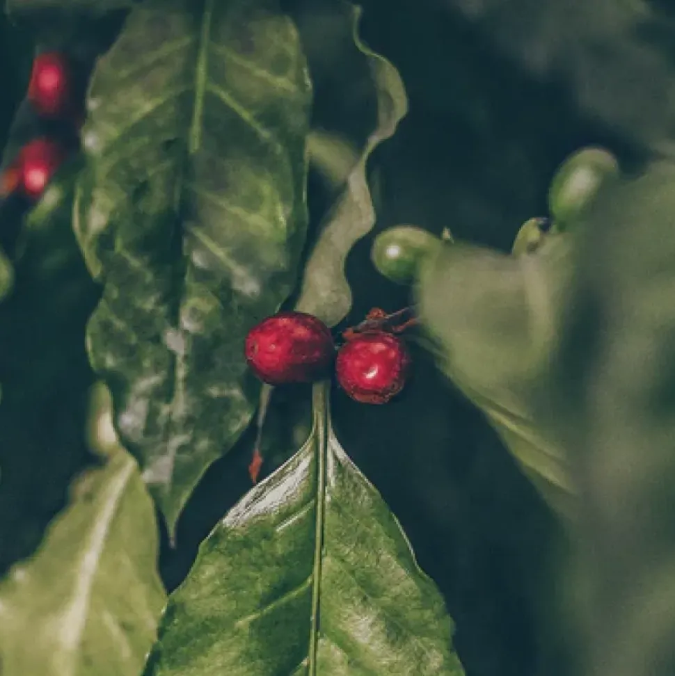 Black Coffee - pflegende Pflanzenhaarfarbe - Healing Herbs Hair Color