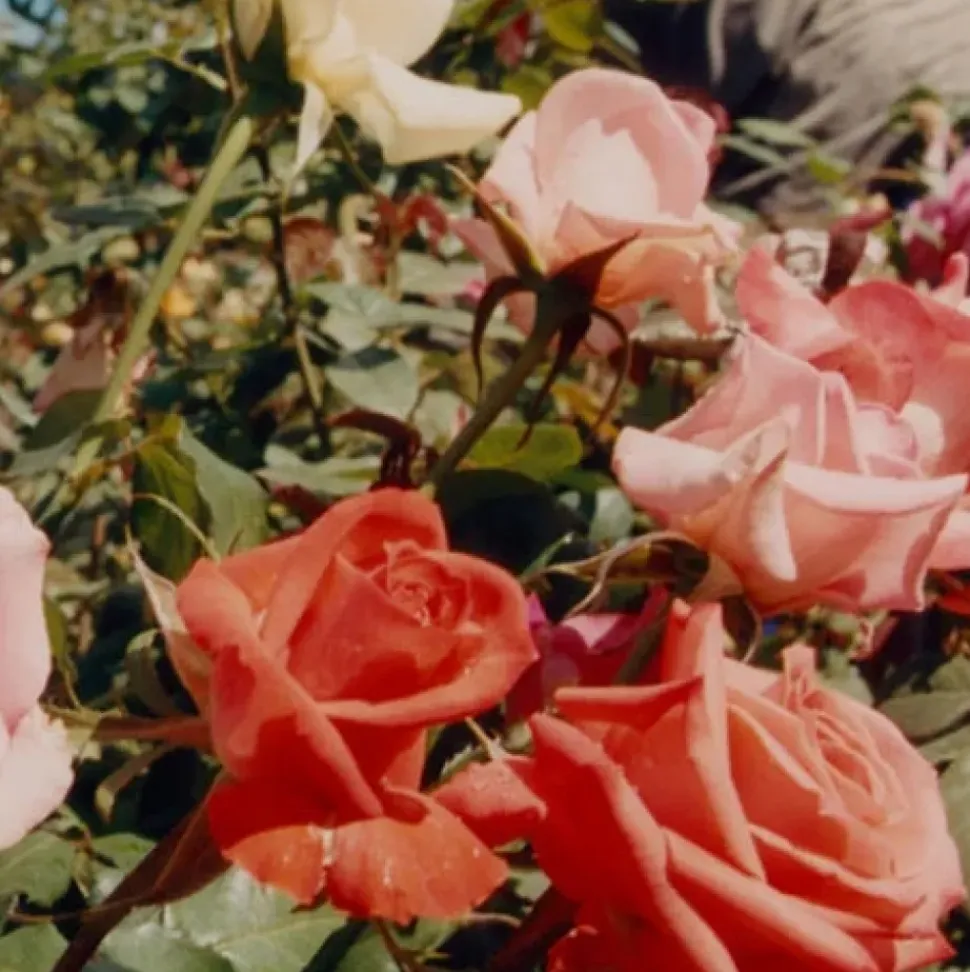 ROSE Cleansing Oil - schützendes und pflegendes Reinigungsöl
